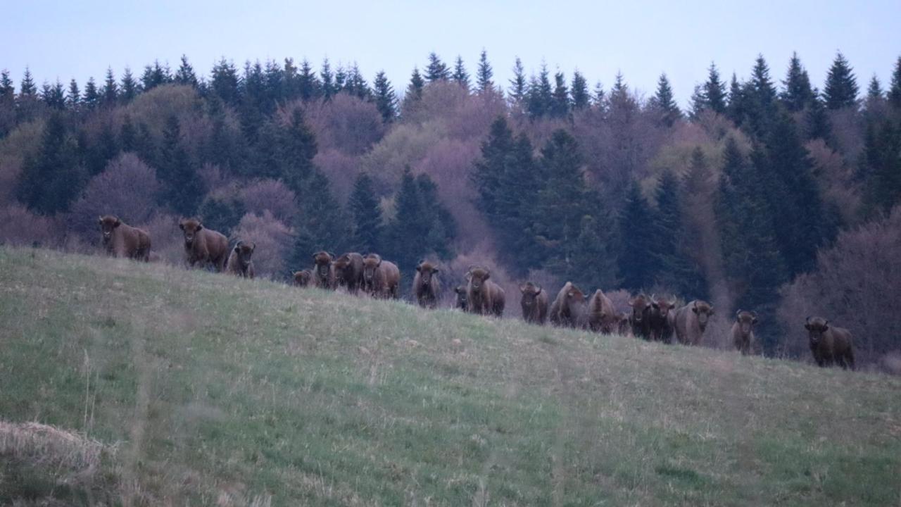 Bieszczady Beztroska *
