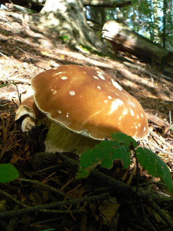 Bieszczady Beztroska Mchawa